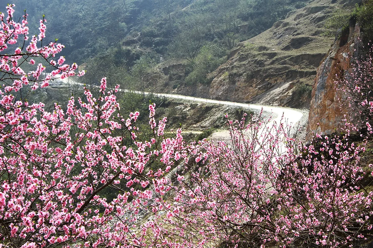 Pink peach blossoms frame a winding mountain road cutting through the rocky highlands of Ha Giang.