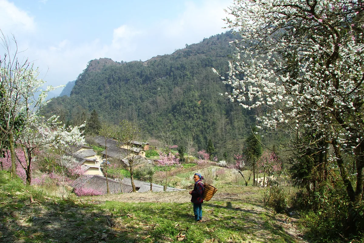 A woman carrying a woven basket walks past blooming plum trees overlooking a mountain village in Ha Giang.