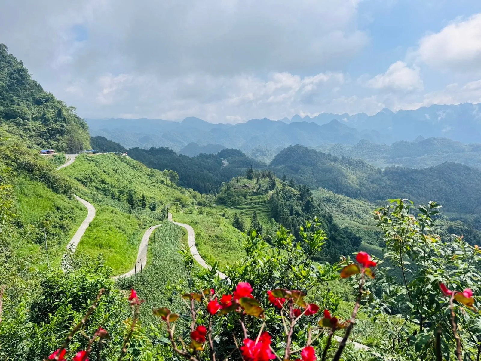 Winding road cuts through green mountains and layered peaks on the Ha Giang Loop, framed by red flowers.