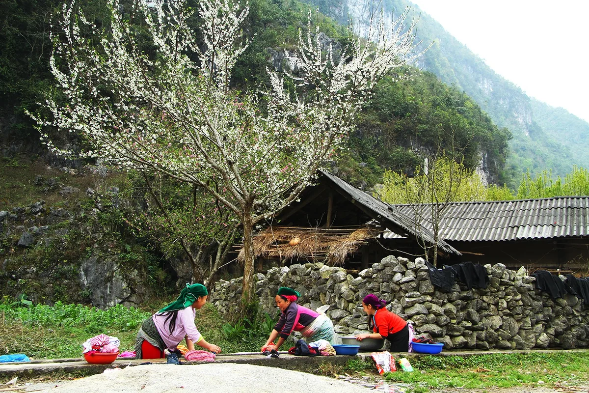 Ethnic women in colorful headscarves wash laundry beside a stone wall under a blooming plum tree in Dong Van, Ha Giang.